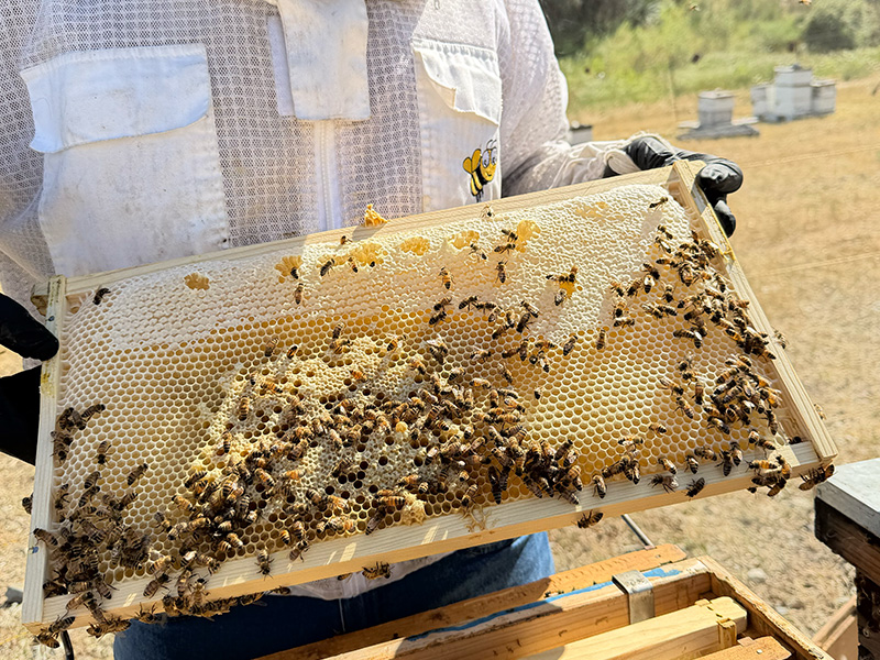 Valley Honey Farms