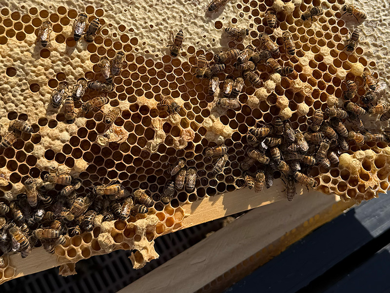 Valley Honey Farms